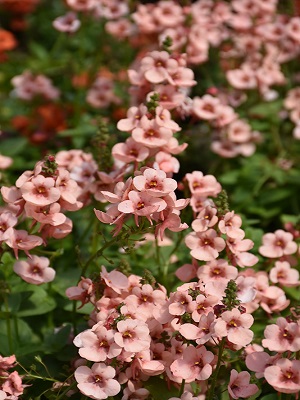 DIASCIA Picadilly Salmon